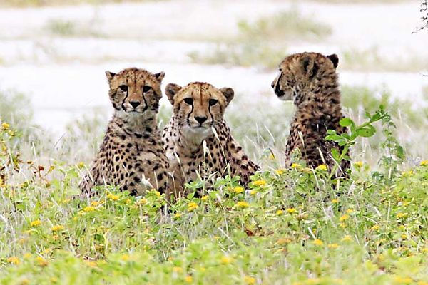 Cheetah with cubs