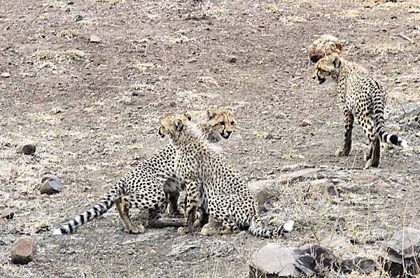 Cheetah with cubs 3