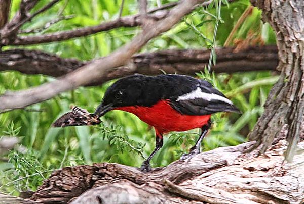 Crimson Breasted Shrike