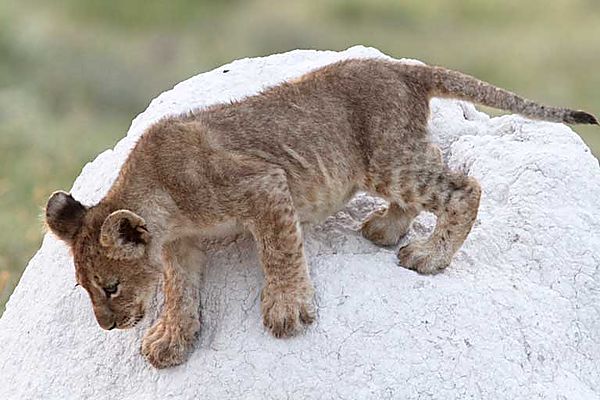 Cub on a mound