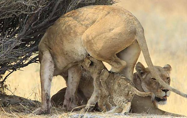 Cub won't let go