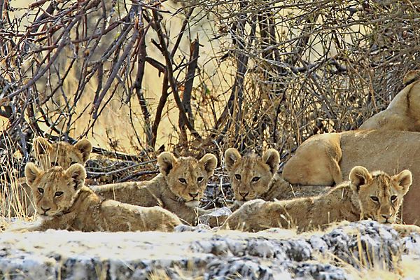 5 cubs