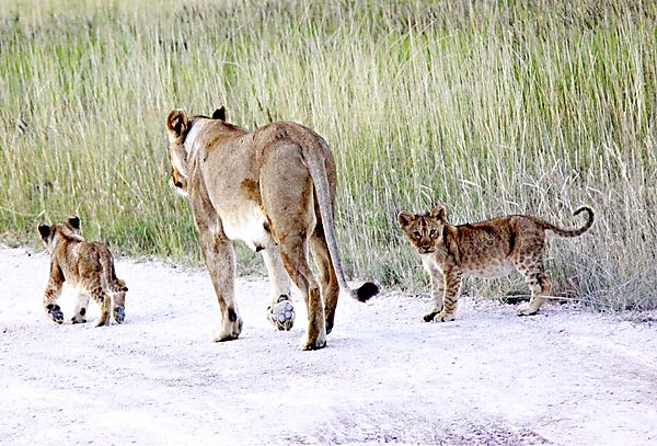 Cubs and mom on the road.