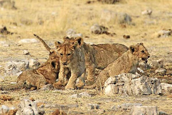 Cubs at play