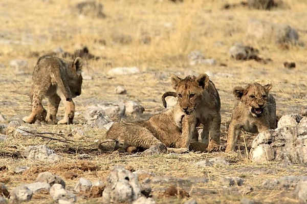 Cubs at play 2