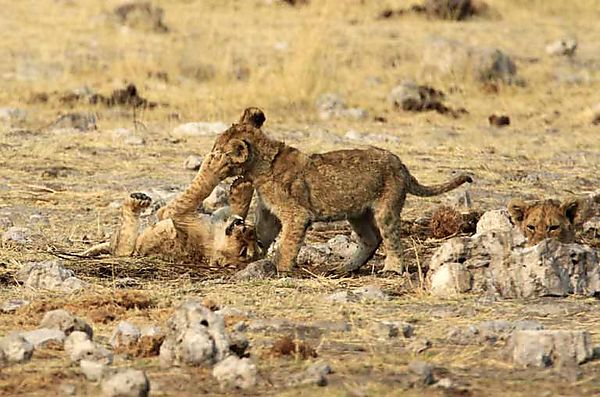 Cubs at play