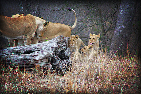 Cubs Meet Moms