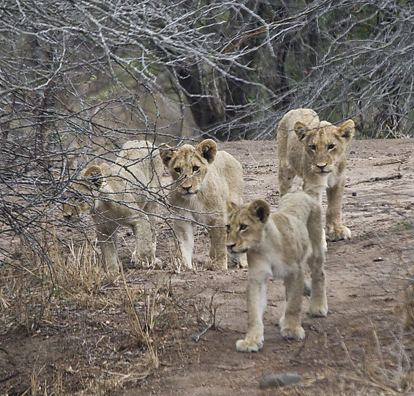 Cubs Respond To Mom's Call