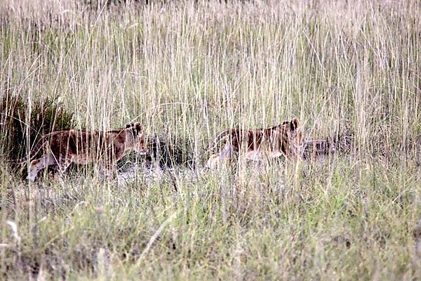 Cubs run to catch up