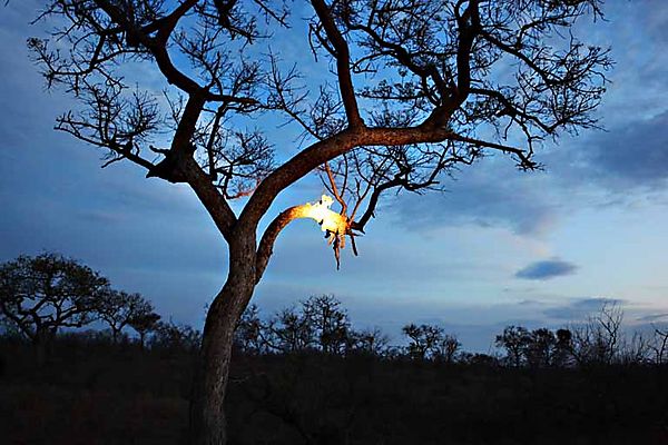 Days End In The Bush