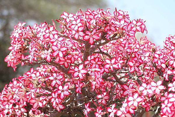 Desert Rose