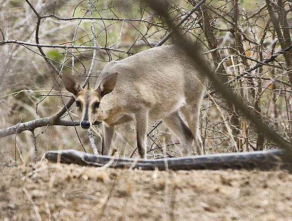 Duiker With Python