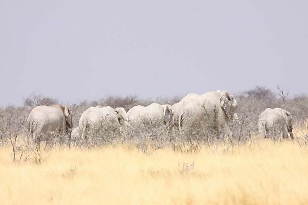 Dust Covered Elephants