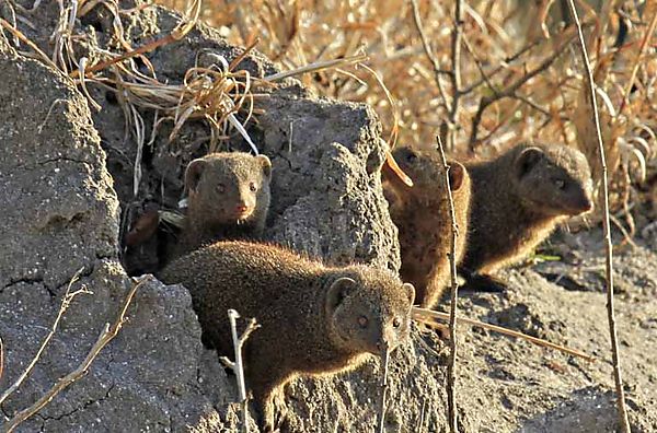 Dwarf Mongoose