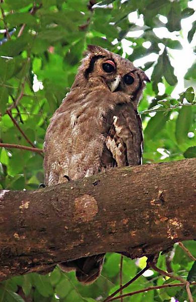 Eagle Owl