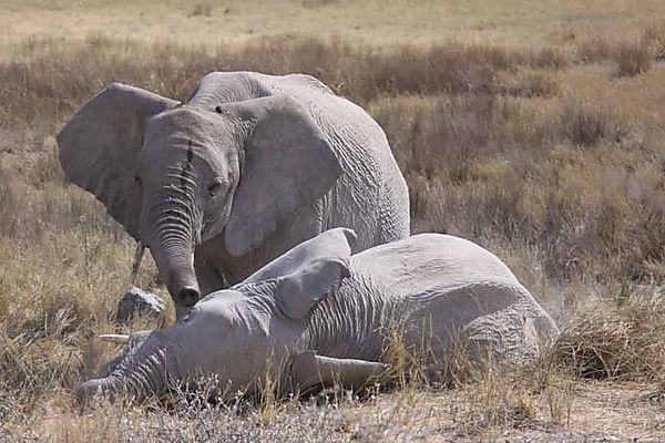 Elephant 11