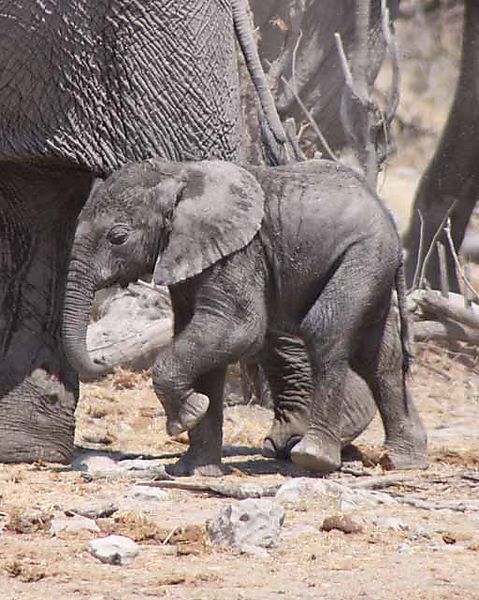 Elephant 12