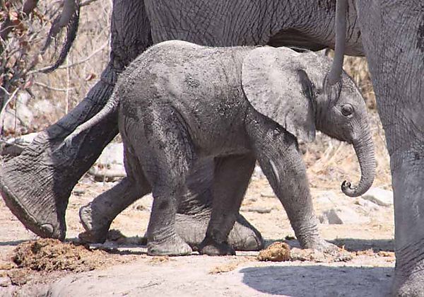 Elephant 14
