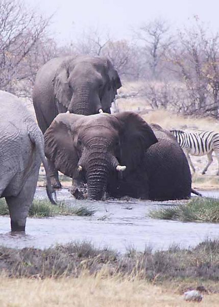 Elephant 19