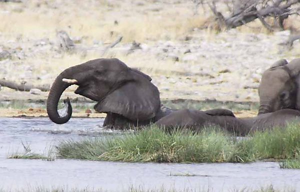 Elephant 21