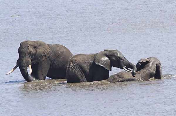 elephant 25