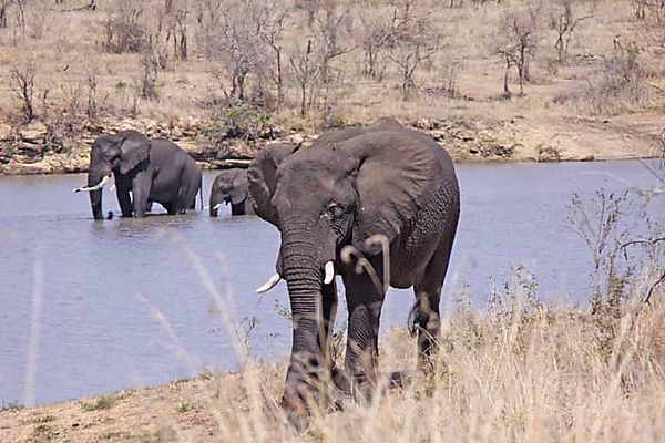 elephant 26