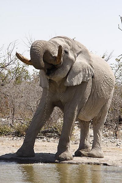 Elephant