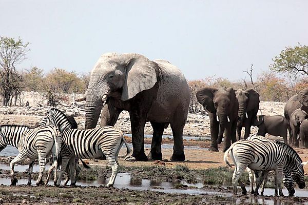 Elephant