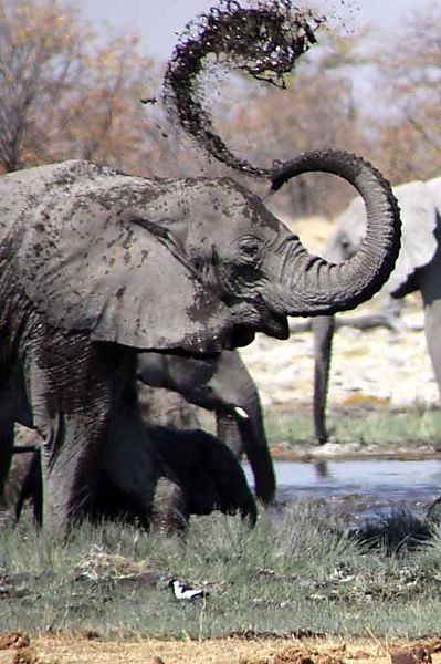 Elephant Bath