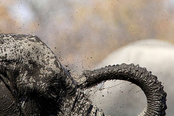 Elephant sprays self