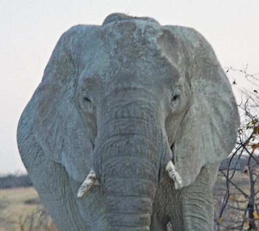 Elephant Through The Windshield 2