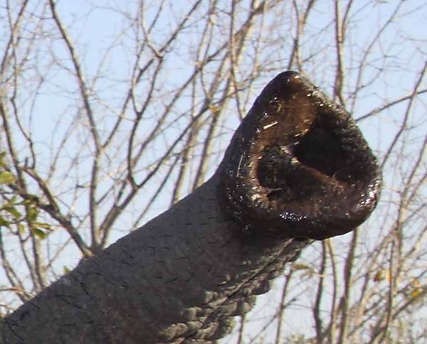 Elephant Trunk Close 3