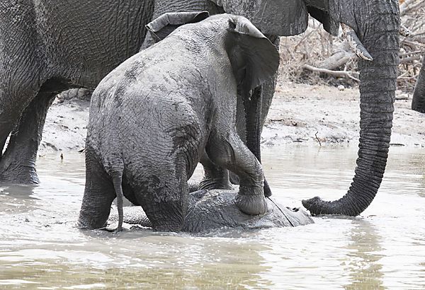 Elephants at play