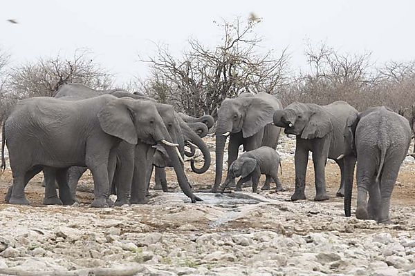 Elephants Drinking