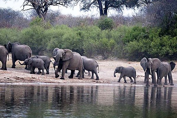 Elephants In Angola