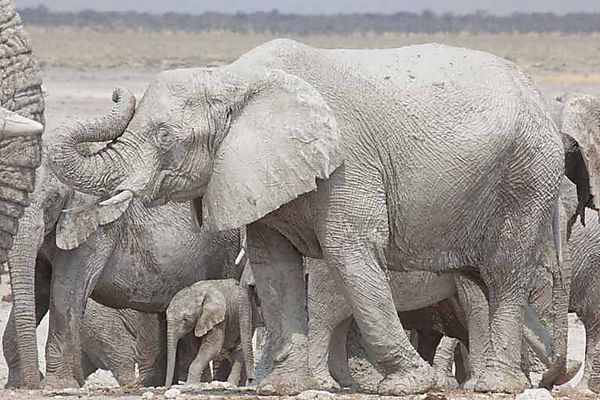 Elephants - The Big And Small Of It