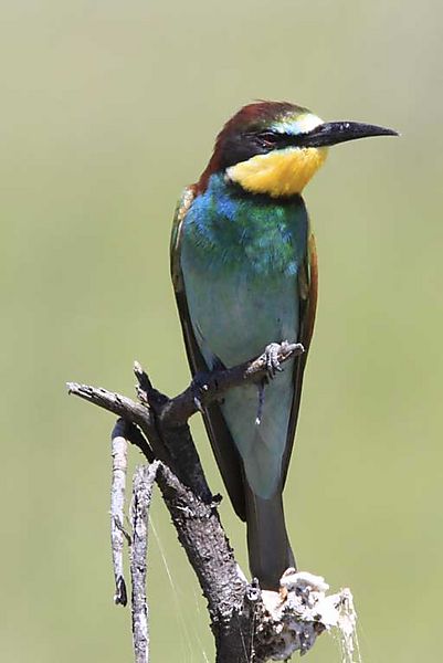 European bee-eater 1