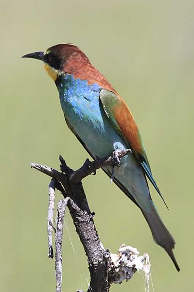 European bee-eater