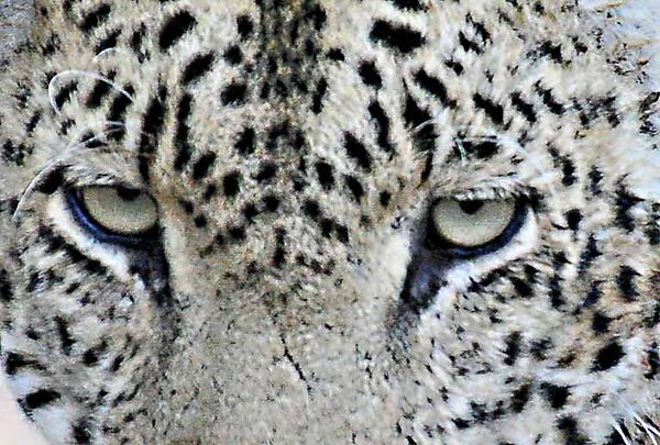 Eye Of The Leopard