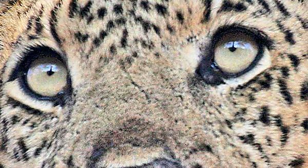 Eye Of The Leopard 2