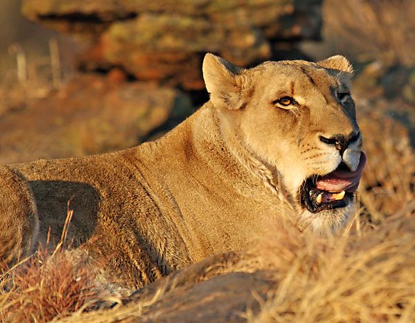 Female Lion