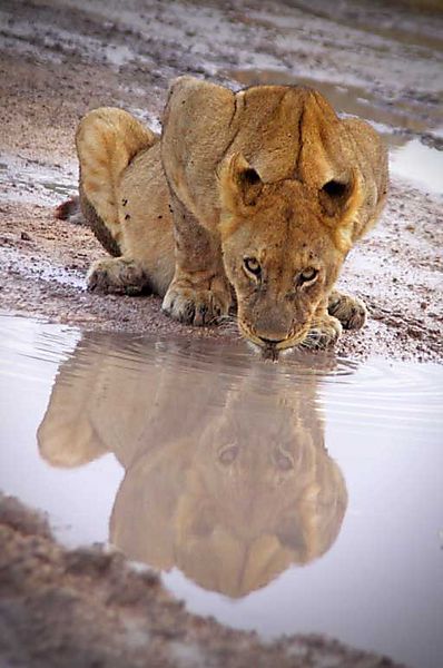 Female lion drinking from road