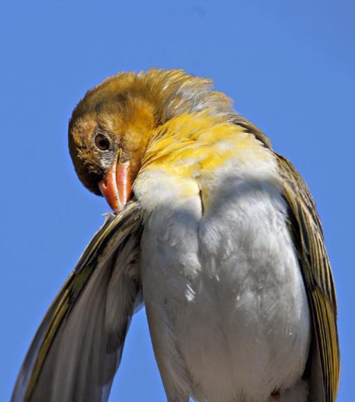 Female Weaver