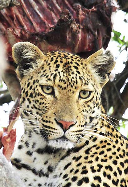 Female with kill in tree