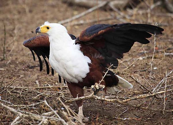 Fish Eagle 2