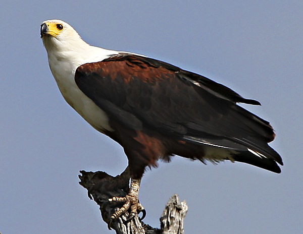 Fish Eagle Ay Transport Dam