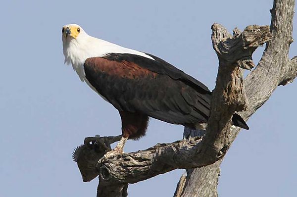 Fish Eagle with fish