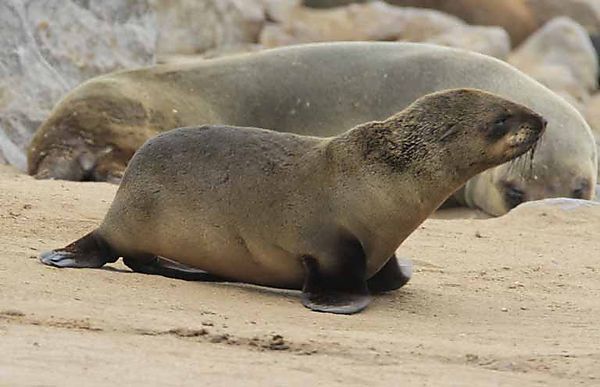 Fur Seal 7