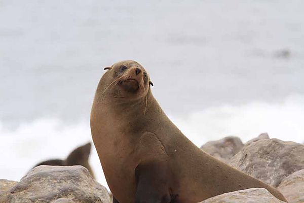 Fur Seal 9