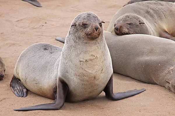 fur seal 13